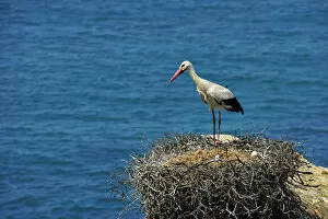 Images Dated 24th May 2013: Stork with cubs in the spring. Sudoeste Alentejano and Costa Vicentina Nature Park