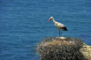 Stork Prints: Stork with cubs in the spring. Sudoeste Alentejano and Costa Vicentina Nature Park