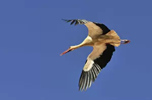 Stork flying. Portugal