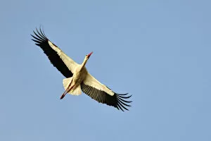 Images Dated 24th May 2013: Stork. Sudoeste Alentejano and Costa Vicentina Nature Park, in the south of Portugal