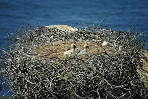 Images Dated 24th May 2013: Storks cubs. Sudoeste Alentejano and Costa Vicentina Nature Park, in the south