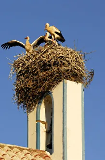 Covers Prints: Storks in the nest, Comporta, Alentejo, Portugal