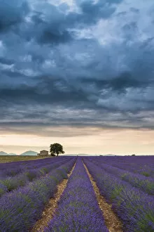 Storm Clouds Collection: Storm Clouds Over Farmhouse & Lavender Fields, Provence, France