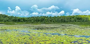 Wetland Prints: Storm clouds forming over wetland on Horseshoe Lake, Muskoka, Ontario, Canada