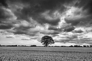 Wheatfield Prints: Storm over Tree in Wheatfield, Norfolk, England