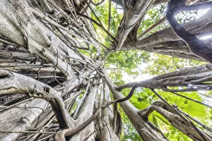 Roots Prints: Strangler fig, Tangkoko National Park, Northern Sulawesi, Indonesia