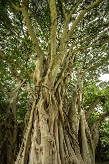 Western Cape Prints: Strangler Fig Tree, Kirstenbosch Botanical Gardens, Cape Town, Western Cape, South Africa