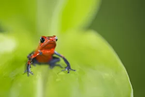 Images Dated 25th November 2021: Strawberry Poison Dart Frog (Oophaga / dendrobates pumilio), Lowland rainforest