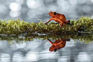 Images Dated 25th November 2021: Strawberry Poison Dart Frog (Oophaga / dendrobates pumilio), Lowland rainforest