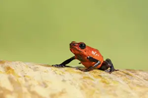 Strawberry Poison Dart Frog (Oophaga / dendrobates pumilio), Lowland rainforest