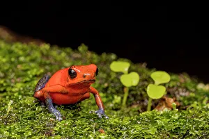Neotropics Prints: Strawberry Poison Dart Frog (Oophaga pumilio), Boca Tapada, Costa Rica