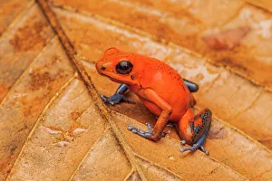 Neotropics Prints: Strawberry Poison Dart Frog (Oophaga pumilio), Costa Rica