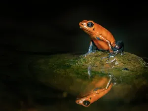 Frogs Prints: Strawberry Poison Frog (Oophaga pumilio), Boca Tapada, Alajuela Province, Costa Rica