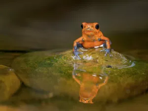 Frogs Prints: Strawberry Poison Frog (Oophaga pumilio), Boca Tapada, Alajuela Province, Costa Rica