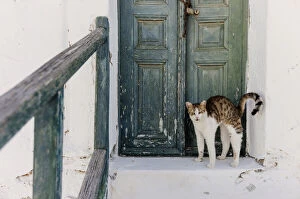 Images Dated 3rd November 2021: Stray cat of Folegandros, Cyclades islands, Greece
