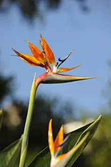 Strelitzia or Bird of Paradise. Madeira, Portugal