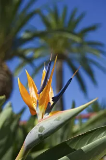 Strelitzia, La Palma, Canaries, Spain