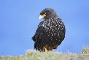 Striated Caracara (Phalcoboenus australis), Falkland Islands Striated Caracara (Phalcoboenus australis), Falkland Islands