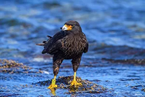 Hawks Prints: Striated caracara (Phalcoboenus australis)