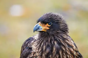 Hawks Prints: Striated caracara (Phalcoboenus australis)