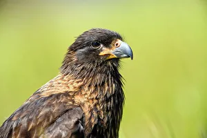 Hawks Prints: Striated caracara (Phalcoboenus australis)