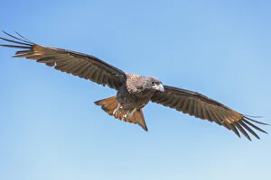 Striated Caracara (Phalcoboenus australis) in flight, Sea Lion Island, Falkland Islands Striated Caracara (Phalcoboenus australis) in flight, Sea Lion Island, Falkland Islands