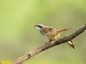 Alajuela Prints: Stripe-headed Sparrow (Peucaea ruficauda), Costa Rica