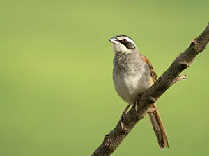 Alajuela Prints: Stripe-headed Sparrow (Peucaea ruficauda), Costa Rica