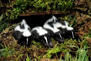 Curious Prints: Striped Skunk (Mephitis mephitis) babies- CS, Bozeman, Montana, USA
