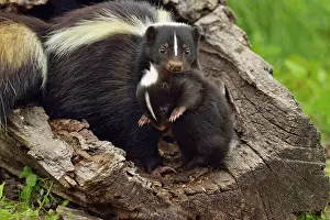 Striped Skunk (Mephitis mephitis) Mother carrying baby, captive, Minnesota wildlife Connection, Sandstone, Minnesota, USA