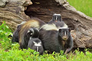 Females Prints: Striped Skunk (Mephitis mephitis) Mother and young