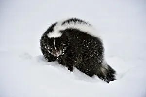 Alpine Environment Prints: Striped skunk (Mephitis mephitis) Winter habitat, Bozeman, Montana, USA