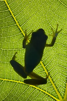 Stripeless tree frog (Hyla meridionalis) on a leaf shooted backlight on the hills Stripeless tree frog (Hyla meridionalis) on a leaf shooted backlight on the hills