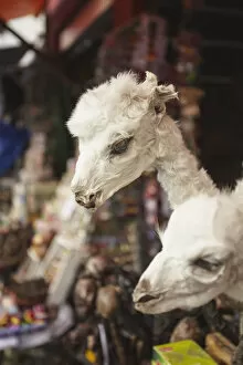 Images Dated 14th November 2012: Stuffed baby llamas in Witches Market, La Paz, Bolivia