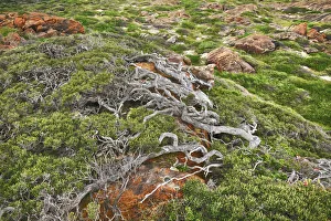 Yallingup Prints: Stump - Australia, Western Australia, Southwest, Leeuwin Naturaliste National Park