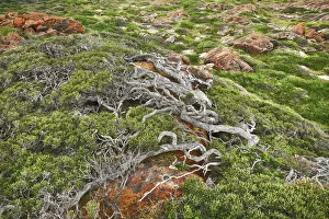 Western Australia Collection: Stump - Australia, Western Australia, Southwest, Leeuwin Naturaliste National Park
