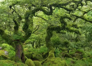 Images Dated 6th January 2015: Stunted Oaks in Wistmans Wood SSSI in Dartmoor, Devon, England. Summer (July)