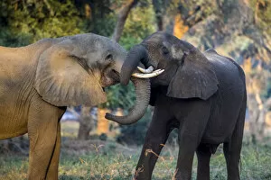 Zambia Gallery: Sub adult male African elephants grooming in a test of strenth, Lower Zambezi National Park, Zambia