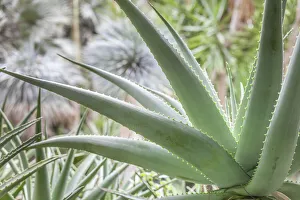 Forio Prints: Succulent plant in La Mortella garden in Forio, Ischia Island, Gulf of Naples, Campania