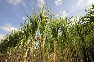Sugar Cane Prints: Sugar cane. Madeira, Portugal