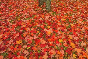 Acer Saccharum Prints: Sugar maple (Acer saccharum) leaves and tree trunk Rimouski, Quebec, Canada