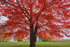 East Collection: Sugar maple (Acer saccharum) tree in autumn foliage. Woodstock New Brunswick, Canada