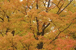 Indian Summer Prints: Sugar maple in autumn colours - Canada, Ontario, Nipissing, Algonquin Provincial Park