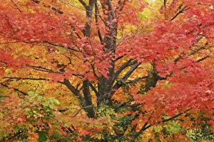 Nord Prints: Sugar maple in autumn colours - Canada, Quebec, Outaouais, Gatineau Park, Parkway Sector