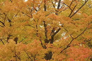 Acer Gallery: Sugar maple in autumn colours - Canada, Ontario, Nipissing, Algonquin Provincial Park