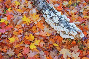 Acer Saccharum Prints: sugar maple leaves (Acer saccharum) and log covered with bracket fungi in autumn