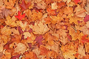 Acer Saccharum Gallery: sugar maple trees (Acer saccharum) at Hatchery Falls in autumn, Near Rosseau, Ontario, Canada