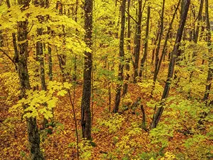 Autumn Color Prints: Sugar Maple Trees in Autumn, Muskoka, Ontario, Canada