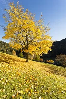 Images Dated 6th June 2017: a suggestive view of a yellow tree with the ground full of yellow leaves, Val Gardena