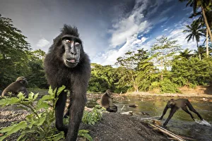 Play Gallery: Sulawesi black crested macaques (macaca nigra), Tangkoko National Park; Northern Sulawesi